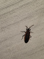 Melacoryphus circumlitus