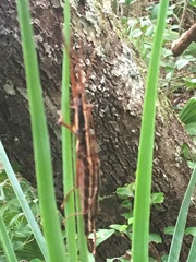 Anisomorpha buprestoides