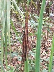 Anisomorpha buprestoides