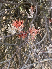 Amyema linophylla