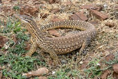 Varanus panoptes rubidus