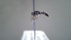 Hylaeus leptocephalus
