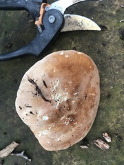 Leucopaxillus gentianeus
