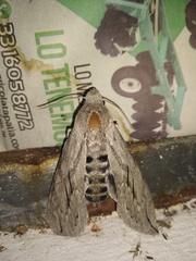 Sphinx leucophaeata