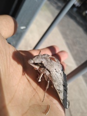 Sphinx leucophaeata
