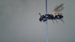 Hylaeus leptocephalus