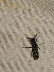 Polybia plebeja