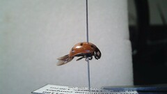 Coccinella