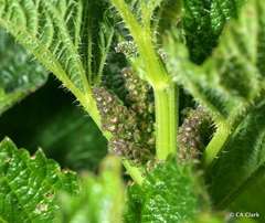 Urtica australis
