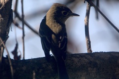 Empidonax occidentalis