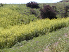 Rhamphospermum nigrum