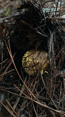 Amanita augusta