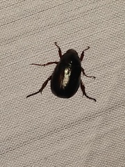 Paranomala cincta