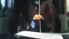 Coccinella