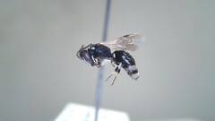 Hylaeus leptocephalus
