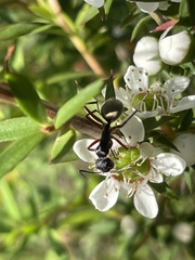 Camponotus suffusus bendigensis