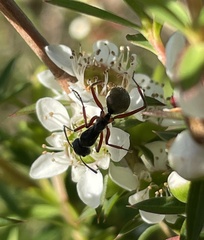 Camponotus suffusus bendigensis