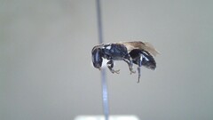 Hylaeus leptocephalus