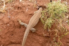 Varanus panoptes rubidus