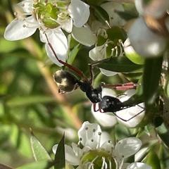 Camponotus suffusus bendigensis