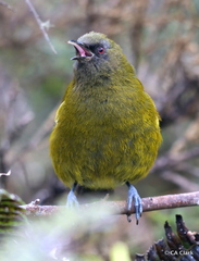 Anthornis melanura