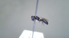 Hylaeus leptocephalus