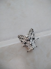 Lichnoptera decora
