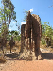 Nasutitermes triodiae