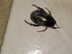 Paranomala cincta