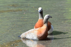 Chloephaga poliocephala