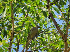 Chlamydera nuchalis