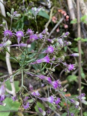 Senecio callosus