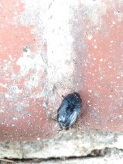 Cotinis antonii