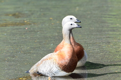 Chloephaga poliocephala