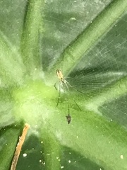 Nephila pilipes