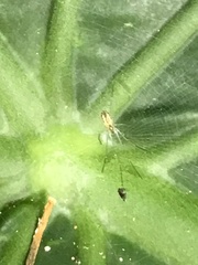 Nephila pilipes