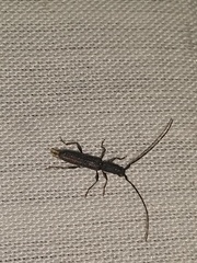 Neocompsa puncticollis