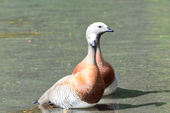 Chloephaga poliocephala