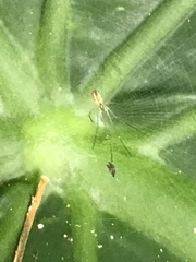 Nephila pilipes