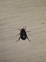 Paranomala cincta