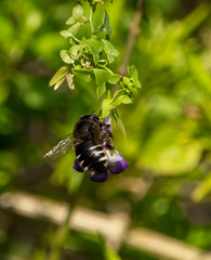 Xylocopa tabaniformis parkinsoniae