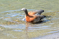 Chloephaga poliocephala