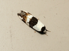 Zonopetala decisana