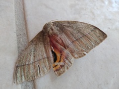 Automeris iris hesselorum