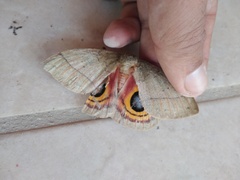 Automeris iris hesselorum