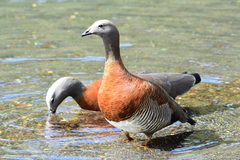 Chloephaga poliocephala