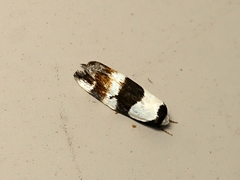 Zonopetala decisana