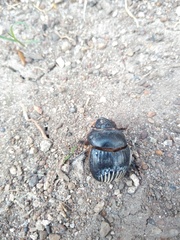 Dichotomius carolinus