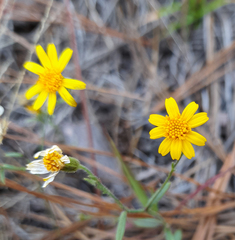 Oxypappus scaber