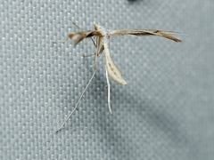 Platyptilia celidotus
